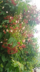 Combretum