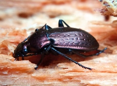 Carabus arvensis
