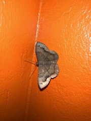 Hemeroblemma malitiosa