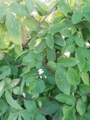 Cardiospermum corindum