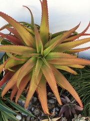 Aloe