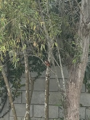 Pyrocephalus rubinus