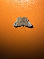 Hemeroblemma malitiosa