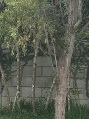 Pyrocephalus rubinus