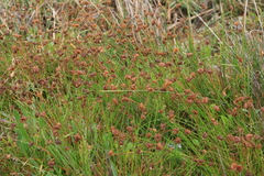 Juncus dregeanus