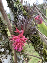 Tillandsia geminiflora