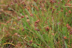 Juncus dregeanus