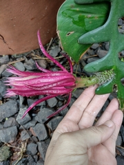 Selenicereus anthonyanus