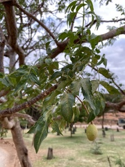 Azadirachta indica
