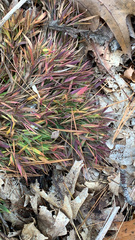 Dichanthelium strigosum
