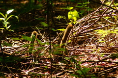 Acanthocereus oaxacensis