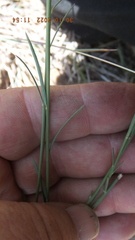 Polygala hottentotta