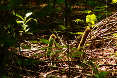 Acanthocereus oaxacensis