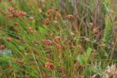 Juncus dregeanus