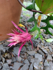 Selenicereus anthonyanus