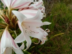 Crinum