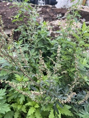 Artemisia vulgaris