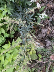 Artemisia vulgaris
