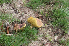Butyriboletus pseudoregius