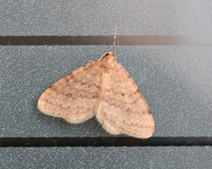 Operophtera bruceata