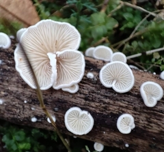 Clitopilus hobsonii