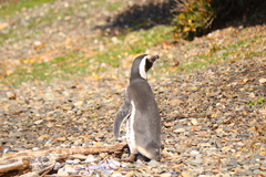 Spheniscus magellanicus