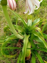 Crinum