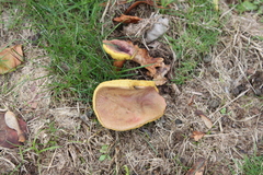 Butyriboletus pseudoregius