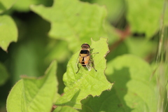 Palpada pusilla