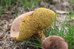 Butyriboletus pseudoregius