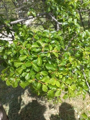 Nothofagus pumilio