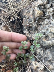 Polycarpon tetraphyllum