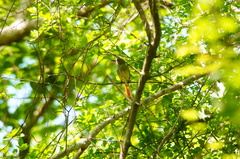 Ramphotrigon flammulatum