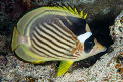 Chaetodon fasciatus