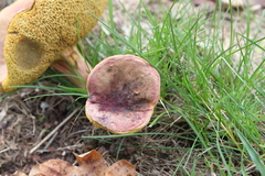Butyriboletus pseudoregius