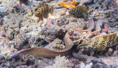 Cheilinus trilobatus