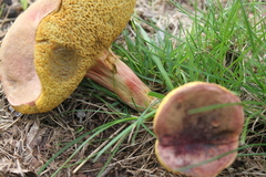 Butyriboletus pseudoregius