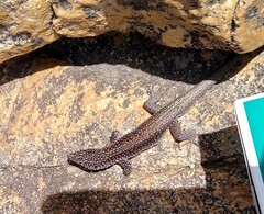 Australolacerta australis