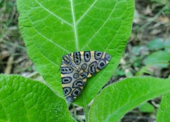 Pantherodes