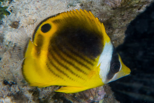 Red Sea Raccoon Butterflyfish
