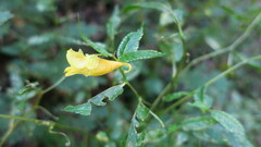 Impatiens tayemonii