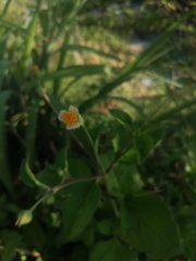 Tridax platyphylla