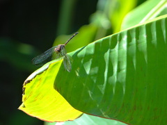 Dythemis sterilis