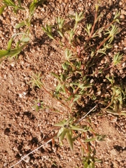Portulaca pilosa