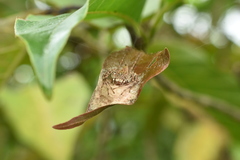 Eriovixia laglaizei