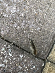 Hyphantria cunea