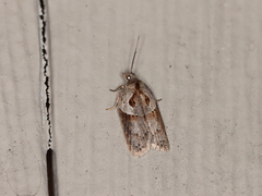 Acleris maculidorsana