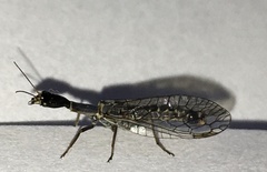 Xanthostigma