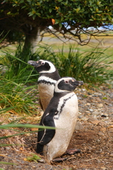 Spheniscus magellanicus