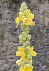 Verbascum lychnitis